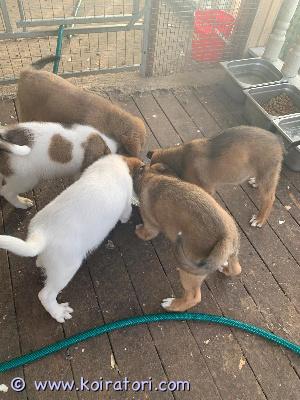 myydään monirotuinen www.koiratori.com-ilmoitus Söpöjä koiran pentuja vailla rakastavaa kotia molemmat vanhemmat ovat nähtävillä isä on samojedi äiti on monirotuinen molemmat vanhemmat ovat toisi kilti luontoisia. Kolme Urosta 
Kaksi Naaras 
kaikki on tehty sirutus pentutarkastus madotus tehty monesti 
eläinlääkäri tarkastus 30.10.2025
koira rekisteröidy 30.10.2025
luovutus 29.10.2025
maksu noudettaessa 
tule valitsemaan oma karvapallo
puh numero 0452724634
lisää videoita ja kuvia saa kun laittaa whatsapp viestiä
