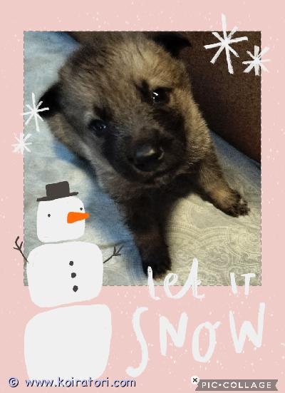 myydään sekarotuinen www.koiratori.com-ilmoitus elämä on näköjään yllätyksiä ja vahinkoja täynnä:joulupentujaSaksanpaimenkoira/huskymixpentumolemmat vanhemmat  kotikoirana.pennut syntyneet suomessa 22.10. Tulevat luovutusikään 7vkon iässä 10.12.25pennut madotetaan pentuohjelman mukaisesti (3krt).pentutarkastus eläinlääkärillä, jossa saavat mikrosirut, 10.12.2025.pennuista tulee isoja koiria sekä vahtiviettisiä, joten haemme niille aktiivisia ja sitoutuneita koteja, joissa niille on aikaa, tilaa ja rakkautta. Haluamme, että pennut pääsevät perheisiin, joissa ne saavat paljon liikuntaa, sosiaalistamista ja koulutusta.pennun saa aina palauttaa kasvattajalle.penturokotus jää uudelle omistajalle 12 viikon iässä.kerrothan minkälaiseen kotiin pentu tulisi.tule tutustumaan pentuihin – ne odottavat rakastavia koteja! 