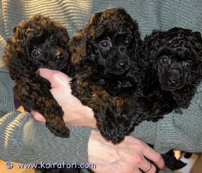 myydään toyvillakoira www.koiratori.com-ilmoitus Meille syntyi 14.10.2025 ihanat toyvillakoiranpennut. Pentueessa on yksi uros ja kaksi narttua. Pennut kasvavat lapsiperheessä, tottuen käsittelyyn ja turkinhoitoon. Pennut luovutetaan uusiin koteihin 8 viikon ikäisinä 9.12.2025, sirutettuina, useasti madotettuina ja eläinlääkärin tarkistamina. Yhteyttä ottaessa kerrothan millainen koti sinulla olisi tarjota pikkuiselle karvakaverille.