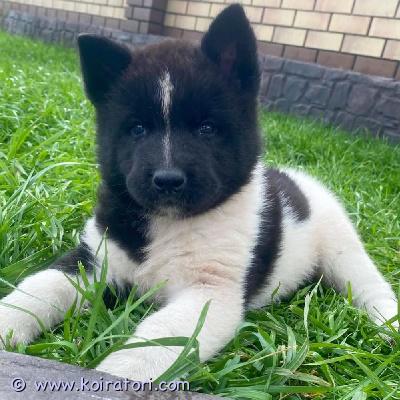 myydään akitan www.koiratori.com-ilmoitus Meillä on kaksi ihastuttavaa akitan uros- ja naaraspentua vapaana uusiin ja loputtomiin koteihin, molemmat akitan pentuja. Pennut ovat 16 viikon ikäisiä. Ne ovat ystävällisiä ja seurallisia, mikä tekee niistä täydellisiä kumppaneita niin perheille kuin yksittäisille pennuillekin. Molemmat pennut ovat täysin rokotettuja ja madotettuja, joten ne ovat terveitä ja valmiita uusiin koteihinsa. Emo ja isä ovat nähtävissä. Kasvatettu kotiympäristössä.