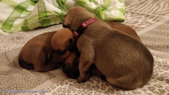 myydään sekarotuinen www.koiratori.com-ilmoitus Emä : amstaffi/pitbull
isä : amstaffi/rotikka
syntynyt : 30.10.2025
luovutus : 24.12.2025 (eli jouluaattona)
varattavissa : 3 narttua, 3 urosta

pentuihin saa tulla tutustumaan ennen luovutuspäivää (sovitusti)
molemmat vanhemmat on todella kilttejä, sosiaalisia ja hyvä luonteisia, seurallisia ja kovia leikkimään keskenään ja erikseen. Pennut asuvat kotonamme ja ovat tottuneet normaaleihin koti ääniin esim imuri ja pesukoneet. Pentuja käsitellään päivittäin jotta tottuvat myös siihen ja kynsien leikkuuta harjoiteltu myös. Kaikki pennut todella energisiä ja reippaita. Osaavat käydä jo tekemässä tarpeet pissa alustalle. 
pennut  madotetaan asianmukaisesti ja sirutetaan.  
ja jokainen pentu on eläinlääkärin tarkastama. 
pennun hinta 1350€ 
varausmaksu on 350€ joka maksetaan heti kun on oman pennun valinnut. Ja tuo raha vähennetään kokonais hinnasta pentua noutaessa.
pennut valitaan varaus järjestyksessä. 
ei osamaksu mahdollisuutta.

kerrothan hieman millaiseen kotiin pentu olisi tulossa ja onko kokemusta koirista. 