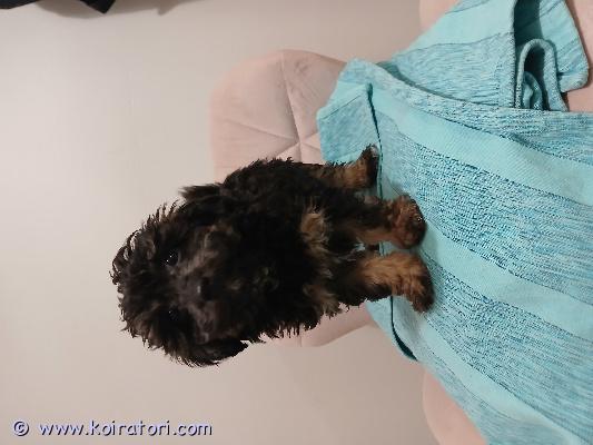 myydään kääpiömix www.koiratori.com-ilmoitus Meillä kotona rovaniemellä 13.9.2025 syntyneet urospennut. Kääpiövillakoiran ja bolognesen mixpennut.pennut ovat hyvin sosiaalisia ja tottuneet ääniin ja käsittelyyn ja trimmipöydällä olemiseen. Pennut on eläinlääkäri tarkastanut ja siruttanut 11.11. 2025. Rekisteröity 12.11.25. 
pennut madotettu asianmukaisesti. Pennut tottuneet olemaan isompien koirien kanssa.
kuivaruoalle totutettu .