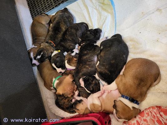 myydään sekarotuinen www.koiratori.com-ilmoitus 20.10.25 syntyi 9 amstaffi/pitbull-amerikanbulldoggi pentua, 3 komeaa urosta ja 6 kaunista narttua.
Vaikka näitä pentuja ei ole suunniteltu, ovat ne silti rakastettuja, hyvin hoidettuja ja heille etsitään parhaat ja osaavat kodit. 
nämä koirat kaipaavat johdonmukaisen, hyvän koulutuksen. Eivät sovellu ensimmäisiksi koiriksi ja myydäänkin koteihin, joissa on kokemusta vahvaluonteisista koirista ja koiranlukutaitoa. Pennuista tulee vahvoja, energisiä, itsepäisiä, lojaaleja, oman perheen koiria, joilla saattaa esiintyä vahti/suojeluviettiä. Sopivat hyvin lapsiperheisiin, sillä pennut tottuvat lapsiin heti alkutaipaleella. 
emä on avoin, hyvin ihmisystävällinen ja energinen neiti. Uroksen luonteesta emme tiedä, vain rotu on tiedossa. 
Teemme paljon töitä pentujen sosiaalistamisen eteen, jotta he saavat parhaan mahdollisen pohjan, jo ennen luovutusta. Olemme käyneet koiranpennun varhaisen sosiaalistamisen kurssin. Pennut luonnollisestikin käyvät eläinlääkärin tarkastuksessa, madotetaan ja sirutetaan.
jos kiinnostuit, ota ensin yhteyttä sähköpostitse, kerro itsestäsi/perheestäsi, koirakokemuksesta, asuinpaikasta yms. Laita mukaan puhelinnumerosi, niin soitan sinulle ja keskustellaan enemmän. Koko perheen täytyy olla yhtä mieltä koiran hankinnasta ja koiran hankinta täytyy olla tarkkaan mietitty. Emme halua näitä missään nimessä kiertoon. 
Pentuja täytyy tulla katsomaan vähintään kerran ennen varaamista, varaamisen yhteydessä otamme varausmaksun 200e, jota ei palauteta ostajan peruessa, myyjän peruessa varausmaksun saa takaisin. 
luovutus 8 viikon iästä 15.12 alkaen.  
