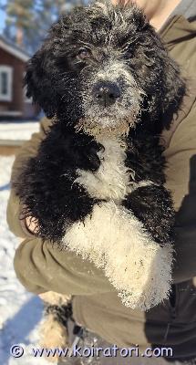 myydään bernedoodle www.koiratori.com-ilmoitus Luovutusikäinen bernedoodle (berni x villakoira) vielä kotia vailla! 

sosiaalinen, iloinen ja reipas, muihin koiriin tottunut. Turkki vaatii trimmausta. 

valmis uuteen kotiin!

tutustu https://www.kennelsweetdog.com/
