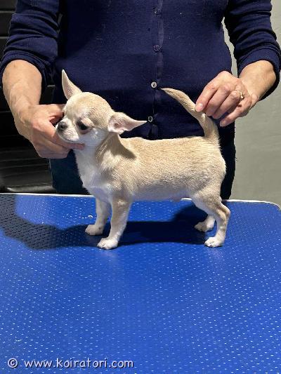 myydään chihuahua www.koiratori.com-ilmoitus Kennelissa vinzenta temi on syntynyt 20.07. Chihuahua pennut - vapaana yksi uros. Vanhemmat on terveystarkastettu ja hyväluonteiset näyttelykoirat. Pentu on monta kerta saanut matolääken, sirutettu, tehdy penturokotus ja hänellä on
eu passin ja ekl rekisteritodistuksen (export pedigree) kun valmis muutamaan uusin koti. 
mukana tulee myös pentupaketti, kirjalliset ohjeet ja sopimus 
jos olet kiinnostunut pennusta, ole hyvä ja kirjoitta heti vähän myös itsesta - eli mikä olis suunnitelmat pennun kanssa, minkälaiset on koirakokemukset jm - kiitos.
