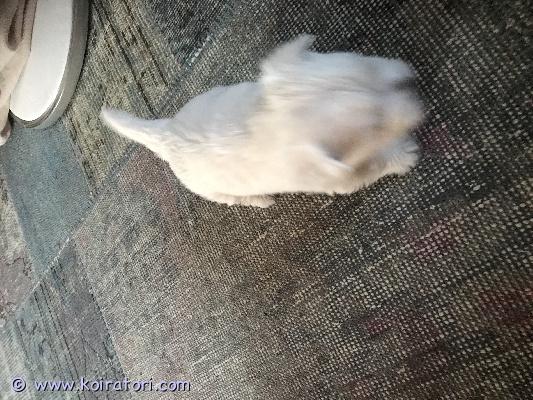 myydään westie www.koiratori.com-ilmoitus Tämä pieni puolivuotias westie pojanvesseli on myytävänä helsingissä.soita 0403615127 ja kysele kaikkea. Samalla kerro myös itsestäsi.