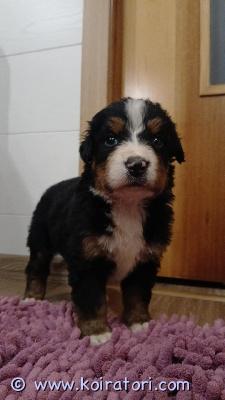 MYYDääN bernipaimenkoira www.koiratori.com-ilmoitus Puppies of bernese mountain dog . All puppies will be with an (inernational) pedigree from the estonian kennel union; puppies will be chipped, update on all the required 3x vaccines and dewormed. You can reserve a puppy now. You’re welcome to come and see the puppies. If necessary, the puppies can be delivered to tallinn /helsinki.contact: marve.jarvala@gmail.com sukutaulu fci (ekl) antautuminen (ei ennen 7 ndl).  toimitushetkellä rokotettu iän mukaan, sirutettu, eu -eläinlääkärin passi, ekl -sukutodistus, loistorjunta tehty. Pajumaekennel@gmail.com ekl.  berninpaimenkoiran pennut, sirutettu siirron yhteydessä, rokotettu, loistorjunta tehty, eu -eläinlääkärin passi. Sopimus, eu eläinlääkärin passi, fci / ekl -sukutodistus, siru, rokotteet.  puh. +37253481711