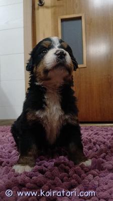 myydään bernipaimenkoira www.koiratori.com-ilmoitus Puppies of bernhardiin. All puppies will be sold with an (inernational) pedigree from the estonian kennel union; puppies will be chipped, update on all the required vaccines and dewormed. You can reserve a puppy now. You’re welcome to come and see the puppies. If necessary, the puppies can be delivered to tallinn /helsinki.
contact: marve.jarvala@gmail.com 
sukutaulu fci (ekl) antautuminen (ei ennen 7 ndl).  toimitushetkellä rokotettu iän mukaan, sirutettu, eu -eläinlääkärin passi, ekl -sukutodistus, loistorjunta tehty.  marve.jarvala@gmail.com
 ekl.  bernhardiinkoiran pennut, sirutettu siirron yhteydessä, rokotettu, loistorjunta tehty, eu -eläinlääkärin passi. Sopimus, eu eläinlääkärin passi, fci / ekl -sukutodistus, siru, rokotteet.  puh. +37253481711