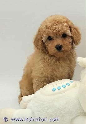 myydään maltipoo www.koiratori.com-ilmoitus Luovutusikuinen narttupentu enää vapaana. Pentu on moneasti madotettu, eläinlääkärin tarkastama, siru,eu matkustuspassi .annettu ensimmäinen nelosrokote . Vanhemmat kääpiövillakoira ja malta koira, molemmat aktiivisia hyväluonteisia pikkukoiria. Pentun aikuspaino korkeinta 4 kg, on aktiivinen reipas tyttö, kysy lisä