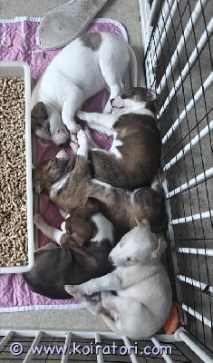 myydään bordercollie-australianpaimenkoira-whippet-mix www.koiratori.com-ilmoitus 22.10.2025 syntyneet (2 tyttöä ja 3 poikaa) bordercollie-australianpaimenkoira-whippet mix pennut vailla omaa ihmistään, vielä poikia muutama vapaana. Pentujen luovutus on aikaisintaan 7 viikkoisena, 10.12.2025. Aikuisena noin 15-20kg kokoisia. Kaikilla pennuilla on pohjavillallinen lyhyt karva. Pennut soveltuvat hyvin koti- ja harrastuskoiriksi.

Pennut lähtevät uusiin koteihin:
- bio sensor ohjelman läpikäyneinä
- sirutettuina ja ruvin rekisteriin rekisteröityinä
- suositusten mukaisesti madotettuina (2, 4 ja 6 viikkoisina)
- laadukkaalla nappulalla sekä raakalihalla ruokittuina
- pentutarkastettuina ja silmäpeilattuina
- mahdollisimman hyvin sosialistettuina

Pennun rokotus jää uudelle omistajalle. Pennut ovat itä-vantaalla. Pentujen mukaan tulee kaikki pennun paperit sekä pieni pentupakkaus jossa on mm. Muutama lelu, tuttua ruokaa, nameja jne. Kodilta toivotaan kiinnostusta terveystutkimuksiin (virallinen luustokuvaus 1v - 5v välillä, luustokuvauksesta saa 200e ostohinnasta takaisin), halukkuutta olla kasvattajaan yhteyksissä myynnin jälkeen sekä osaamista kouluttaa koira. Kiinnostus kaikesta harrastamisesta katsotaan plussaksi. Pennut ja emä nähtävissä ja pentuja ja emää on tultava katsomaan luokseni ainakin kerran ennen luovutusta.

emä (bordercollie-australianpaimenkoira-whippet mix) tutkittu virallisesti tuloksin:
lonkat: b/b
kyynärät: 0/0
selkä: ltv0, va0, sp0 (puhdas)
olat: terve/terve
silmät tutkittu pentuna terveiksi, ei peilattu aikuisena uudestaan.

emä on geenitestattu ja on kaikista paimenkoirille tyypillisistä sairauksista geneettisesti vapaa (cea / hsf4 / pra / mdr1 / dm / huu), emä on noin 50cm ja 20kg. Ei allergioita tai herkkää vatsaa. Emä on harrastanut aikaisemmin agilitya, nykyisin noseworkkia, ei kisaa, harrastellaan omaksi iloksi. Luonteelta emä on avoin, iloinen ja erittäin helppo.

isä (whippet) on tutkittu virallisesti tuloksin:
lonkat: b/b
kyynärät: 0/0
selkä: ltv0, va0 (puhdas)
sydän: ok
silmät: muu vähämerkityksellinen kaihi (ei vaikuta koiran jalostuskäyttöön), lisää vähämerkityksellisestä kaihist kennelliiton sivulta: https://www.kennelliitto.fi/kasvatus-ja-terveys/koiran-terveys/koiran-terveystutkimukset/silmapeilaus-tarkka-tutkimus

isä on noin 15kg. Kotikoira. Ei allergioita tai herkkää vatsaa. Luonteelta avoin ja iloinen, ulkomaantuonti.

pentujen suku ja suvun sairaudet muutamia koiria lukuun ottamatta on todella hyvin tiedossa, vastaan mielelläni kaikkiin pentuetta ja pentueen vanhempia koskeviin kysymyksiin.

1500e/pentu, 200e palautuu virallisia lonkka-, kyynär- ja selkäkuvauksia vastaan (2-5v ikäisenä), viralliset kuvat vaativat omistajalta koiran rekkaamista kennelliiton fix rekisteriin.

kyselyt VIESTILLÄ whatsappiin numeroon 0449725311/nina, kerrothan ensimmäisessä viestissä kattavasti siitä millaiseen perheeseen pentu olisi tulossa! - EI SOITTOJA! -