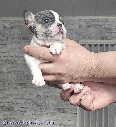 myydään ranskanbulldoggi www.koiratori.com-ilmoitus Ranskanbulldogin pennut syntyivät suomessa 23. Lokakuuta 2025 ja ovat valmiita muuttamaan uuteen kotiinsa 18. Joulukuuta 2025. Pennuilla on mukanaan iso-britannian sukutodistus, mikrosiru ja terveystodistus. Rokotukset antaa uusi omistaja pentujen ollessa kolmen kuukauden ikäisiä. Varausmaksu on 150 euroa, joka vähennetään lopullisesta hinnasta. 