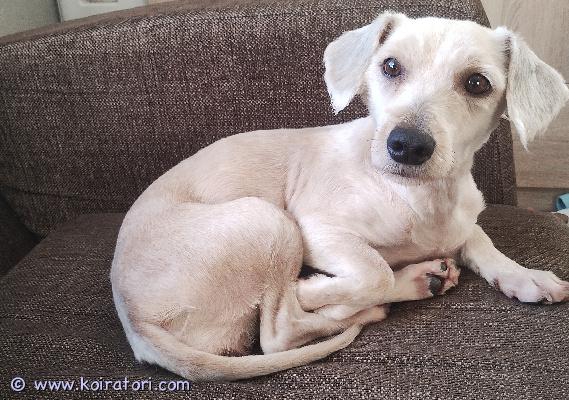 myydään monirotuinen www.koiratori.com-ilmoitus Kiltti ja seurallinen 3-vuotias narttu etsii uutta kotia. Hyvin tottelevainen ja uskollinen ystävä. Tullut meille kodinvaihtajana. Ihanasti osaa olla pientenkin lasten kanssa. Pysyy irti, tulee kutsusta luokse. Asianmukaisesti madotettu ja rokotettu, Eu-passi löytyy.

Ongelmana yksinolo, haukkuu ikäväänsä kovin, ei sen vuoksi kerrostaloon. Muutoin kyllä hyvin perustyytyväinen ja rauhallinen kotioloissa, kun ihminen kotona. 
Ei paras reissukaveri matkapahoinvointinsa vuoksi. Koirien kanssa tulee nätisti toimeen, jos toinen on alistuvainen, tämä tyttö tahtoo olla pomo.
Turkki on trimmattava laineikas, nyt ajeltu turkki alas.

Sopii kotiin missä saa hellyyttä osakseen ja mieluusti joku paljolti kotona. Tämä tyttö on todellinen ihmisen paras ystävä! Sopii melkein kotiin kuin kotiin, aina pikkulapsiperheestä vanhuksen kaveriksi, kunhan seuraa piisaa.

Kerron mielelläni lisää ja lähetän lisää kuvia kiinnostuneille!