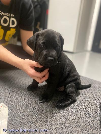 myydään sekarotuinen www.koiratori.com-ilmoitus Meille syntyi omille perhekoirille pennut 2.11.2025 eli luovutusikäisiä 28.12. 
vapaana kaksi narttua ja yksi urospentu. Emä alkukantainen rotu, lyhytkarvainen ja luonteeltaan aktiivinen perhekoira, koiralla myös hieman metsästysviettiä sekä voi olla vieraita kohtaan hieman varautunut. Isä taas perus helppo labbis, joka mahtava ja miellyttämisen haluinen perhekoira. Molemmat koirat tottuneet lapsiin ja toihin koiriin, emä ei tule toimeen muiden narttukoirien kanssa. 

pennut luovutetaan madotettuina ja eläinlääkärintarkastamina.

lisätietoa 
050 385 4145/ellu
