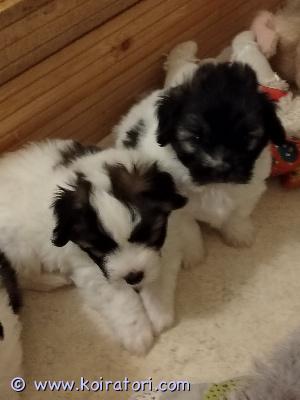 myydään cotondetulear www.koiratori.com-ilmoitus Luov ikäisiä cottosen pentuja.

rekisteröidään suomen kennelliittoon.

eläinlääkäri tarkastanut ja siruttanut, terveiksi todennu,

madotettu asianmukaisesti. 