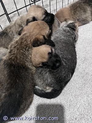 myydään sekarotuinen www.koiratori.com-ilmoitus Terhakkaat pennut etsivät roduista tietävää kotia pentujen emä on saksanpaimenkoira/rotweiler mix. Isä on cane corso/laumanvartia mix. Pennut luovutetaan madotettuija ja terveinä 15.12.2025 8-viikon iässä.pentueessa on 4 poikaa ja 1 tyttö
lisätiedot soitamalla