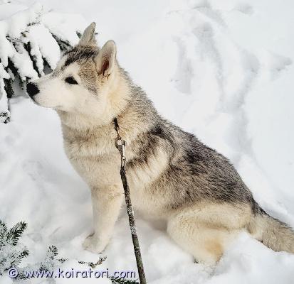 myydään husky www.koiratori.com-ilmoitus Vielä olisi kaksi huskynpentua jotka etsivät elämänsä kotia, jossa liikutaan, leikitään, rapsutetaan, halataan, syödään hyvin ja jossa olisi mukavan muhkea sohva jossa nukkua päiväunet.6.6. Syntyneestä pentueesta on jäljellä yksi uros ja yksi tyttöpentu.pennut ovat ihmisrakkaita, vilkkaita ja puuhaavat kovasti. Soveltuu lapsiperheeseen. Molemmat vanhemmat ovat puhdasrotuisia ja terveitä ja toimivat valjakkokoirina. Koirat on sirutettu ja rokotukset kunnossa sekä madotettu säännöllisesti. Ota rohkeasti yhteyttä niin jutellaan, soveltuisiko pentu perheeseesi.