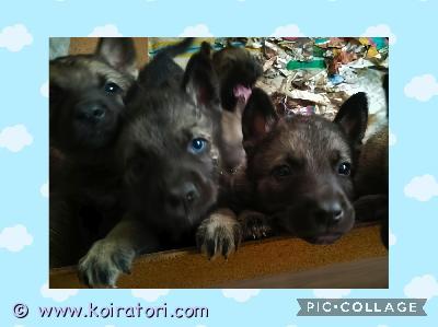 myydään sekarotuinen www.koiratori.com-ilmoitus Heippa. 
tulin vaan kysymään olisiko sinulla minulle koti ?

Asumme Liedossa varsinais-suomessa.
Minussa monia eri rotuja. Kaikkia lisätietoja saa vaikka spostista. 
Molemmat vanhemmat ovat luustokuvattu.

vain tositarkoituksella. 
Minä olen valmis lähtemään omaan kotiin 10.12 alkaen. 
Meistä löytyy rotuina:

Isä: saksanpaimenkoira.

Äiti :huskya, saarlossia sekä tšekkoslovakian vlac
kia. 
Kerrothan viestissä millaiseen perheeseen pentu olisi tulossa.