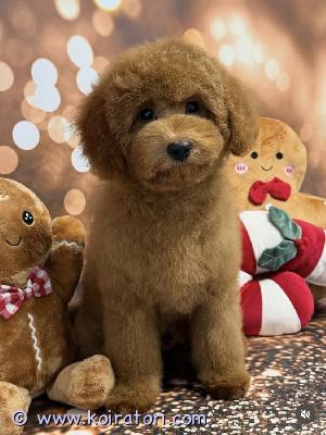 myydään maltipoo www.koiratori.com-ilmoitus Luovutusikuinen narttupentu enää vapaana.pentu on moneasti madotettu, eläinlääkäri tarkastama, ok,sirutettu, eu matkustuspassi, annettu ensimmäinen rokotus. Vanhemmat hyväluonteisä, sosiaalisia, terveitä pikkukoiria, kääpiövillakoira ja malta.pennun mukaan pentupakkaus