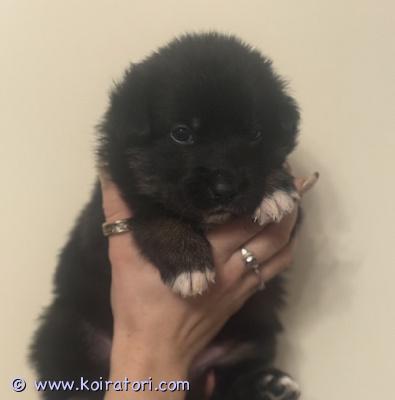 myydään paimen www.koiratori.com-ilmoitus Paimen mix pennut nyt varattavissa.
löytyy uroksia ja narttuja. Mustavalkoisia ja osassa myös ruskeaa.

luovutus 15.12 alkaen.
varaus 350€ joka vähennetään myyntihinnasta.
tuonti onnistuu bensaa vastaan .

katsomaan saa tulla ja vanhemmat tavattavissa .
pentuja käsitellään paljon ja tottuvat muihin lemmikeihin .
madotetaan useasti , sirutetaan , eläinlääkäri tarkastaa ja pennut rekisteröidään.