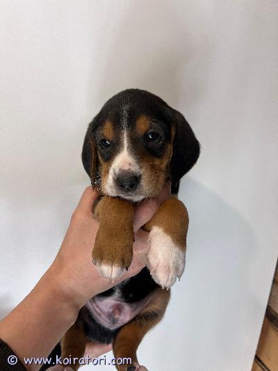 myydään ajokoira www.koiratori.com-ilmoitus Varattavissa sekarotuisia ajokoiran pentuja.muhoksella, oulun kupeessa syntyi 10 pentua. 4 narttua, 6 urosta. isä: puhdasrotuinen suomenajokoira.paperit ovat nähtävissä ja on rekisteröity suomessa.ajaa jänistä.emä: suomenajokoiran 87.5% ja venäjänajokoiran 12,5% risteytys.ajaa kettua ja jänistä.eli pennuissa 6,25% venäjänajokoiraa. emä eetla nähtävissä tilalla muhoksella. Isä asuu toisella paikkakunnalla.eetlan emä myös nähtävissä tilalla, ajaa myös kettua ja jänistä.pennut tottuvat tilalla muihin koiriin ja kissoihin. pentuja ruokittu kotimaisella nappulalla ja jauhelihalla (50/50) molemmat vanhemmat terveitä, hyväluontoisia ja kuntoisia.hinta 700€ josta varausmaksu 200.varausmaksuna 200 euroa jota ei palauteta kauppojen peruuntuessa ostajan puolelta.syntyneet 14.11.25.luovutus 09.01.2026, 8 viikon iässä eläinlääkärin tarkastamina. pennut myydään mielellään metsästäviin koteihin mutta jos ollenkaan tulevat emäänsä niin soveltuvat myös kotikoiriksi.