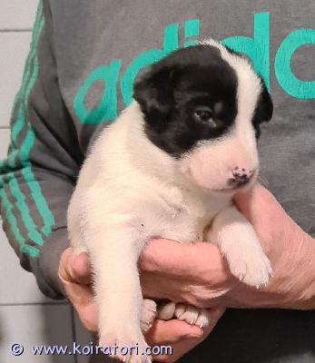 myydään alaskanhusky www.koiratori.com-ilmoitus Varattavissa alaskanhuskyn pentuja, molempia sukupuolia on vapaana.Pennut ovat syntyneet 8.11.2025 ja ovat luovutuksessa 27.12.2025 alkaen.Pennut syntyivät sisällä kodissamme ja opettelevat myöhemmin säiden niin salliessa ulkoilemaan tarhassa.Pennut madotetaan 3 kertaa ja käytetään eläinlääkärin tarkistuksessa jolloin myös sirut asennetaan. Molemmat vanhemmat ovat tavattavissa.ota rohkeasti yhteyttä ja tule tutustumaan.Toivomme löytävämme pennuille pysyvät kodit. Kuvia pennuista löydät täältä -|> https://koiravaljakko.blogspot.com/2025/11/bellan-ja-hemmon-pennut-2-poikaa-ja-3.html videoita https://www.youtube.com/user/ipe1957