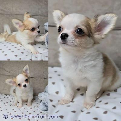MYYDääN chihuahua www.koiratori.com-ilmoitus Pitkäkarvainen  chihuahuan tyttöpentu etsii rakastavaa kotia. Ikä 2,5 ??.todella sosiaalinen, reipas ja ihmisrakas pikkuinen. On tottunut lapsiin ja sopisi hyvin rakastavaan kotiin lemmikiksi, kaveriksi ja kotikoiraksi. Molemmat vanhemmat ovat sosiaalisia, terveitä ja hyväluonteisia kotikoiria. Pentu luovutetaan asianmukaisesti rokotettuna, madotettuna ja sirutettuna. Mukaan tulee pentupaketti, ohjeita pennun hoidosta, rokotusohjeita ja sopimus pennun kaupasta.lisätietoja voi saada sähköpostitse /puhelimitse. ei osamaksulla.