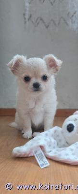 myydään chihuahua www.koiratori.com-ilmoitus Pitkäkarvainen. Pennulla on mikrosiru, ikätasoiset rokotukset ja eurooppalainen eläinlääkärinpassi. Tämä iloinen ja aktiivinen pentu on valmis muuttamaan uuteen kotiin. Pentu voi myös elää muiden eläinten kanssa. Lisätietoja, kuvia ja videoita varten lähetä minulle yksityisviesti tai whatsappin kautta. Toimitus helsinkiin on saatavilla maksua vastaan. Puh: +37258587448