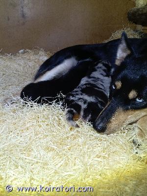 myydään pomsky www.koiratori.com-ilmoitus Varattavissa suomessa syntyneistä suomalaisista vanhemmista sekarotuiset 