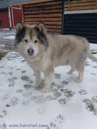 myydään alaskanmalamuutti www.koiratori.com-ilmoitus Myydään koira oman elämäntilanteen muuttumisen vuoksi.rekistöröity 3.1.2019 fi rekisteriin ja ruoka virastoon.madotettu ja rokotettu ja sirutettu .eläinlääkärin tarkastus ja sukutaulu.kastraatio tehty.syntynyt 22.10.2018 suomessa 
