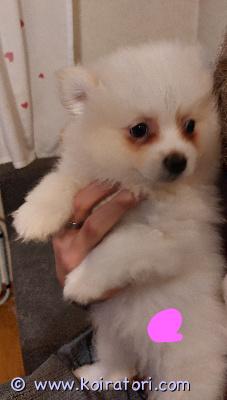 myydään mittelspitz www.koiratori.com-ilmoitus Myynnissä 4 pientä mittelspitz pentua. Kolme urosta ja 1 narttu. Syntyneet 27.9.25 joten ovat jo luovutusiässä. Eläinlääkäri on tarkastanut ja siruttanut pennut ja kaikki hyvin tarkastuksessa. Molemmat vanhemmat ovat nähtävissä luonani. 