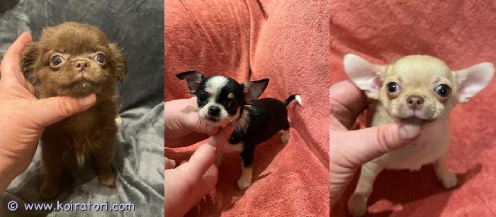 MYYDääN chihuahua www.koiratori.com-ilmoitus Chihuahua puppies for sale. 3 months old. All vaccinations and rabies vaccinations are up-to-date, including a europass, microchip, and a sales contract. The male is a long-haired chocolate-colored puppy, standard size. Two females are smooth-haired, black and white, and fawn, mini size. The price for the male is 900 euros, and the price for the females is 1000 euros. Delivery to helsinki lansisatama is available.