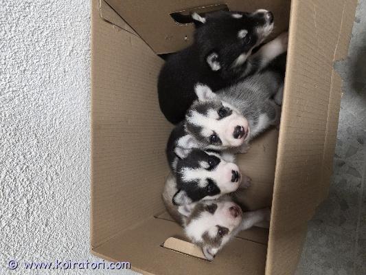 myydään siperianhusky www.koiratori.com-ilmoitus Varattavissa puhdasrotuisia siperianhuskyn pentuja! pennut syntyneet 03.11 ja luovutus aikaisintaan 22.12.2025. Pennut luovutetaan uuteen kotiin eläinlääkärin tarkastamana, sirutettuna ja madotettuna. 

pentujen vanhemmat ovat terveitä, hyväluonteisia sekä hyvistä suvuista. Molemmat omia koiria ja nähtävillä.

pennuista tehdään molemmille osapuolille kirjallinen kauppasopimus josta ilmenee pennun tiedot. Varausmaksu on 300e, joka vähennetään loppusummasta 1000e. Varausmaksua ei palauteta kauppojen peruuntuessa.

jos kiinnostuit pennuista, laita viestiä tai sähköpostia jossa kerrot itsestäsi ja millaiseen kotiin pentu olisi tulossa. 

0453274895
koponenville96@gmail.com


