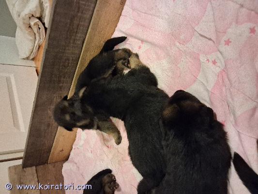 myydään saksanpaimenkoira www.koiratori.com-ilmoitus Varattavissa saksanpaimenkoiranpentuja, roduntunteviin ja harrastaviin koteihin. Syntyneet 16.11 ja luovutus aikaisintaan 4.1.2026. Luovutetaan ell tarkastamina, madotettuina, sirutettuina ja rekisteröityinä. Ei jalostukseen.