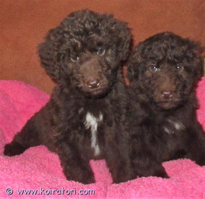 myydään Villakoiraapuoliksi www.koiratori.com-ilmoitus Pennuissa on puolet villakoiraa ja ovat miellyttämishaluisia ja kooltaan tulevat olemaan keskikokoisia.
Pennut on useasti madotettuja ja luovutetaan sirutettuina.Kauniin värisiä ja rohkean luonteisia uros- ja narttupentuja.

Suomalaiset terveet ja hyväluonteiset vanhemmat.

Pennuista tulee ihania ja mukavia seurakoiria, sopivat myös harrastamiseen.