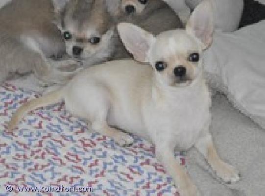 MYYDääN chihuahua www.koiratori.com-ilmoitus Chihuahua, poika, syntynyt 15.08.2025, lyhytkarvainen, kaunis ja iloinen. Saatavilla rakkaaksi lemmikiksi perheeseen. Sukutaulu, eurooppapassi, mikrosiru, rokotukset ja madotukset.
toimitus helsinkiin on mahdollinen .
p.358449703263

lisätietoja: kitanakitana1234@bk.ru