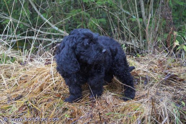 myydään villakoiramix www.koiratori.com-ilmoitus Luovutusikäiset allergiaystävälliset villakoiramix poikapennut etsivät koteja. Pojat voivat nyt muuttaa uusiin koteihin. Ovat tottuneet tavallisiin kodin ääniin ja kasvaneet lapsiperheessä. Vanhemmat kilttejä ja terveitä kotikoiria. Aikuiskoko noin 15 kg. Trimmattava karva! Rekisteröinti tehty ja mikrosirutettu, ell-tarkastettu ja madotettu moneen kertaan. Ei osamaksulla. Esittele minkälainen koti sinulla on ja tule tutustumaan pentuihin. Yhteydenotot aluksi sähköpostilla.