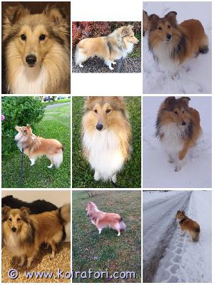 MYYDääN sheltie www.koiratori.com-ilmoitus The kennel is selling a male sheltie, sable color, born 26.03.2024.
the male stands 38 cm tall, has a correct bite, a full set of teeth, testicles, good body structure, a good appetite, and cea +/+ or +/- according to his parents. He loves the outdoors.
his personality is always positive, sociable, affectionate, obedient, not pushy, not easily offended, and he rarely barks.
he is dewormed, vaccinated, has a european passport and has ekl/fci pedigree.

kennel myy sheltie, väriltään soopeli, syntynyt 26.03.2024.
uros on 38 cm korkea, sillä on oikea purenta, täysi hampaisto, kivekset, hyvä ruumiinrakenne, hyvä ruokahalu ja vanhempiensa mukaan cea +/+ tai +/-. Se rakastaa ulkoilua.
sen luonne on aina positiivinen, seurallinen, hellä, tottelevainen, ei tungetteleva, ei helposti loukkaantuva, ja se haukkuu harvoin.
se on madotettu, rokotettu, sillä on eurooppalainen passi ja ekl/fci-sukupuu.