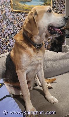 myydään venäjänajokoira www.koiratori.com-ilmoitus Myydään rauhallinen, hyväluonteinen koira riki. 

Valitettavasti joudumme luopumaan koirastamme perheen allergisuuden vuoksi.

ikää tällä hetkellä 9 vuotta, mutta touhuamisenergiaa ja iloa löytyy vaikka muille jakaa. Kyseessä siis hyvin aktiivinen koira. 

Ollut käytössä jäniskoirana ja perhekoirana. 

Tottunut myös kissoihin, lapsiin ja ääniin sekä nauttii myös seurasta. Tulee toimeen myös hyvin muiden koirien kanssa. 

Toivomme rikille löytävämme hyvän uuden välittävän omistajan jonka kanssa viettää vielä useita vuosia.