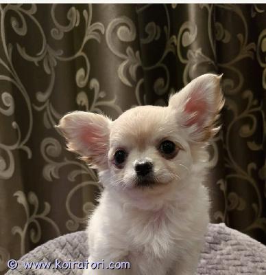 myydään chihuahua www.koiratori.com-ilmoitus Pitkäkarvainen. Pennulla on mikrosiru, ikätasoiset rokotukset ja eurooppalainen eläinlääkärinpassi. Tämä iloinen ja aktiivinen pentu on valmis muuttamaan uuteen kotiin. Pentu voi myös elää muiden eläinten kanssa. Lisätietoja, kuvia ja videoita varten lähetä minulle yksityisviesti tai whatsappin kautta. Toimitus helsinkiin on saatavilla maksua vastaan. Puh: +37258587448