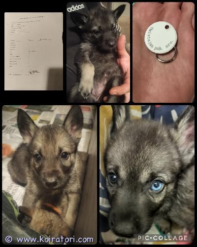 myydään sekarotuinen www.koiratori.com-ilmoitus Myydään
sekorotuisia pentuja

meissä on montaa rotua.
isä: saksanpaimenkoira 
äiti:husky, saarloos sekä tšekkoslovakian vlackia.

etsimme loppuelämän kotia missä olisi rodun ymmärtävä koti.
pennut luovutetaan madotettuina,sirutettuina ja rekisteröitynä.

olemme valmiita lähtemään omaan kotiin 10.12.2025

täällä me vipellämme ja tutkimme maailmaa odottaen juuri sitä oikeaa kotia.



