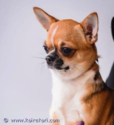 myydään chihuahua www.koiratori.com-ilmoitus Myydään aikuinen chihuahua, lyhyet hiukset, ikä 3,5 vuotta. Koira, jolla on hyvä luonne. Vakiokoko. Voi elää hyvin muiden eläinten kanssa. Koiralla on mikrosiru, kaikki rokotukset ja eurooppalainen eläinpassi. Koira on rekisteröity viron kennelrekisteriin fci. Kuvia ja videoita pyynnöstä. Myydään perhesyistä  .kallis!!  koira voidaan toimittaa helsingin satamaan.
+37256874675