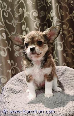 myydään chihuahua www.koiratori.com-ilmoitus Pitkäkarvainen. Pennulla on mikrosiru, ikätasoiset rokotukset ja eurooppalainen eläinlääkärinpassi. Tämä iloinen ja aktiivinen pentu on valmis muuttamaan uuteen kotiin. Pentu voi myös elää muiden eläinten kanssa. Lisätietoja, kuvia ja videoita varten lähetä minulle yksityisviesti tai whatsappin kautta. Toimitus helsinkiin on saatavilla maksua vastaan. Puh: +37258587448