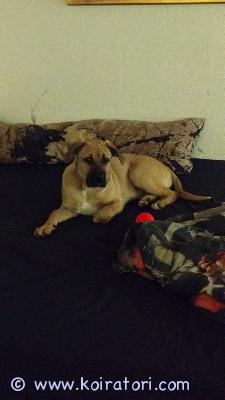 myydään monirotuinen www.koiratori.com-ilmoitus 4.6.25 suomessa syntynyt narttu mix.
cane corso/labradorin noutaja mix. Erittäin ihmisrakas, rakastaa lapsia, tulee hyvin toimeen toisten koirien kanssa, osaa perus käskyt, perso herkuille joten helppo kouluttaa. Kaikki ruokainen.
sirutettu ja eläinlääkärin tarkistama, rokotettu sekä madotettu useaan kertaan. 
etsitään hyvä ja osaava loppuelämän koti.