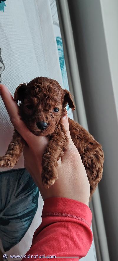 myydään kääpiövillakoira www.koiratori.com-ilmoitus Ihanat 11.11.25 syntyneet kääppiövillakoiran pennut etsivät loppuelämän koteja.

pennut sirutetaan ja ell. Tarkastaa ennen luovutusta.

luovutukseen asti madotus suosituksen mukaisesti. 

pennut tottuneet lapsiin meillä. 
 varausmaksu 100€ mikä vähennetään loppusummasta pentua haettaessa. 

