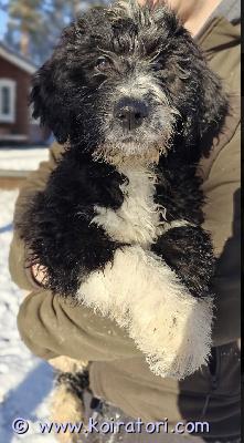 myydään bernedoodle www.koiratori.com-ilmoitus Bernedoodle pentu vielä vapaana ja valmiina omaan kotiin! 

turkki trimmattava, aikuiskoko iso. 