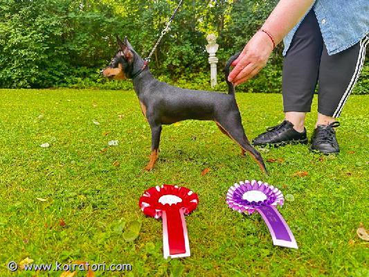 MYYDääN prahanrottakoira www.koiratori.com-ilmoitus Myydään nuori prahanrottakoira narttu , syntynyt 14.03.24 kennelissä “millgret” ekl/fci . Rekisteröityjä, ekl/fci sukutaulu.madotettuina, rokotettu, sirutettu, omaavat eu eläinlääkäri passin. Hampaat 6×6, sakspurenta, hyvä luonne. Polvet ja silmät on tarkastettu: pl 0/0, silmät- ok. Pyydä lisätietoja sähköpostitse: millgret@gmail.com