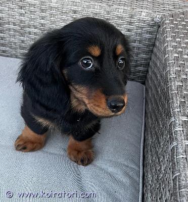 myydään kääpiömäyräkoira www.koiratori.com-ilmoitus Pitkäkarvaisia kääpiömäyräkoiran pentuja. Seurallisia ja leikkisiä .
tyttö ja poika. 
syntyneet suomessa 17.09.2025 ja luovutus 12.11.2025 alkaen. 
sirutettu, el. Lääkärin tarkastamia, säännollisesti madotettuja.
ei rekisteröity suomen 
kennelliittoon.
ei osamaksua.
hinta 1600e