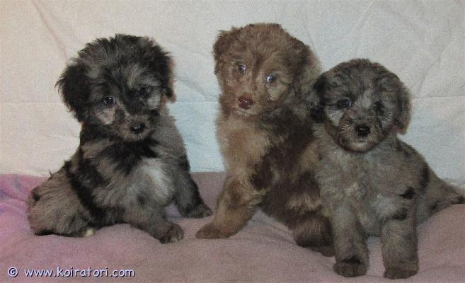 myydään Australianpaimenkoiraa www.koiratori.com-ilmoitus Pennuissa on puolet Australianpaimenkoiraa ja ovat sopivan aktiivisia luonteeltaan, eivät liian vilkkaita.Pennuissa on vain kahta rotua.Kooltaan tulevat olemaan kevyempiä kuin aussi.

Pennuista tulee riistavietittömiä, miellyttämishaluisia ja tasapainoisia kuten vanhemmat ovat.
Vanhemmat ovat myös koirasosiaalisia ja terveitä.

Pennut sopivat harrastamiseen ja kotikoiraksi.
Ovat luovutusiässä kolmesti madotettuja, sirutettuja ja tarkistettuja.
Rokottamisen hoitaa uusi koti.

Suomessa syntyneitä Suomalaisista koirista.
Kerrothan millainen koti pentua odottaisi. 