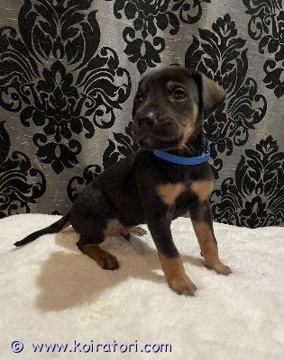 myydään sekarotuinen www.koiratori.com-ilmoitus ???? myydään upeat ja hyvin sosiaalistetut koiranpennut ????

etsitkö energistä, fiksua ja hyväluonteista perheenjäsentä? nyt olisi tarjolla ihania, hyvin hoidettuja pentuja, jotka ovat valmiita löytämään omat, rakastavat kodit.

pentujen isä on terve, hyväkuntoinen ja luonteeltaan tasapainoinen sekä sosiaalinen. 
hänen säkäkorkeus on 72cm 
paino noin 40 kiloa

emo on erittäin lempeä, ihmisrakas ja äärimmäisen hyvä emä – rauhallinen ja viisas koira, joka tulee hyvin toimeen kaikkien kanssa. Omaa myös suuren suojeluvietin. 
hänen säkäkorkeus on 50cm
paino noin 25 kiloa

???? kasvaneet lapsiperheessä

pennut kasvavat tällä hetkellä lapsiperheessä, jossa niiden kanssa leikitään, sylitellään ja touhutaan päivittäin. Ne ovat tottuneet normaaleihin kodin ääniin, ihmisiin ja käsittelyyn, mikä tekee niistä rohkeita, iloisia ja hyvin sosiaalistuneita jo pienestä pitäen.

???? pennut
 *reippaita ja uteliaita
 *tottuneita käsittelyyn ja ihmisten seuraan
 *erittäin lupaavia niin perhekoiriksi kuin aktiiviseen arkeen
 *syövät hyvin ja kasvavat tasaisesti
    * pennut käyvät läpi eläinlääkärintarkastuksen ja ne sirutettu asianmukaisesti.
  

    * syntyneet  9.11.2025 suomessa 
    * luovutus 26.12.2025 eteenpäin
    

koirat roikotetaan 12 viikon iässä joka jää uudelle omistajalle tehtäväksi.

????kuvat

kuva 1: harmaa–musta kuviopanta — poika
kuva 2: liila panta — poika
kuva 3: punainen panta — poika
kuva 4: vihreä panta — poika
kuva 5: vaaleansininen panta — tyttö
kuva 6: musta panta — poika
kuva 7: oranssi panta — tyttö
kuva 8: sininen panta — poika


????? hinta: 1200 € josta 200 € on varausmaksu. Varausmaksua ei palauteta, vaikka ostaja myöhemmin peruisikin ostopäätöksen.

kysy rohkeasti lisätietoja tai varaa oma pentusi! kuvia ja videoita saa pyytämällä. Pentuja saa tulla katsomaan sopimuksen mukaan.

???? ota yhteyttä ja kerro millaiseen kotiin etsit uutta perheenjäsentä.
nämä pienokaiset ansaitsevat parhaat mahdolliset kodit. ??