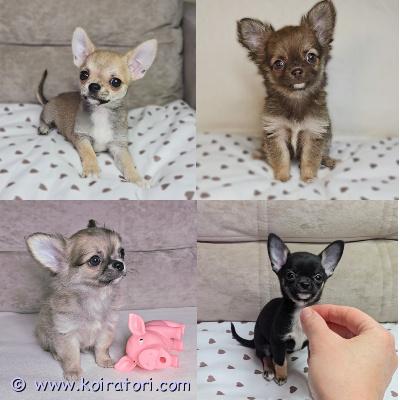 MYYDääN chihuahua www.koiratori.com-ilmoitus Chihuahuan pennut etsivät omia kotejaa. Pentuja on 2 urosta ja 2 narttua. Ikä 2,5 kk. 
pennut ovat aktiivisia, terveitä ja söpöjä. Vanhemmat ovat terveystarkastettuja ja täysin terveitä. Pentuun ja molempiin vanhempiin voi tulla tutustumaan paikan päälle. Luovutus on jo käynnissä.mukaan tulee kirjalliset ja yksilöidyt pentuohjeet, sekä kattava pentupakkaus.

kirjallinen myyntisopimus. 

pennut luovutetaan sirutettuna, eläinlääkärin tarkastamana ja useasti madotettuna.

tervetuloa!
